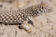 Eremias grammica, Teshiktosh