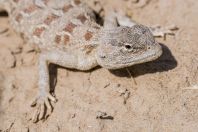 Trapelus sanguinolentus, Teshiktosh
