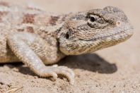 Trapelus sanguinolentus, Teshiktosh