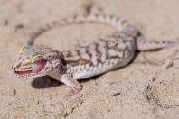 Crossobamon eversmanni, Teshiktosh
