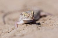 Crossobamon eversmanni, Teshiktosh
