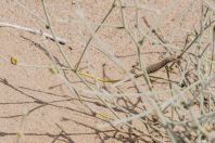 Eremias scripta, Teshiktosh
