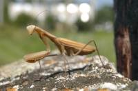 Mantis religiosa, Latorica