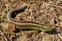 Lacerta agilis, Svätá Mária