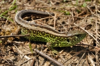 Lacerta agilis, Svätá Mária