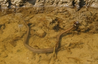 Juvenilní Natrix natrix, Svetlice