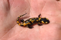 Salamandra salamandra, Svetlice