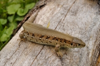 Lacerta agilis, Svetlice