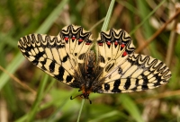 Pestrokřídlec podražcový (Zerynthia polyxena).