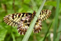 Pestrokřídlec podražcový (Zerynthia polyxena).