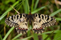 Pestrokřídlec podražcový (Zerynthia polyxena).