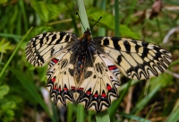 Pestrokřídlec podražcový (Zerynthia polyxena).