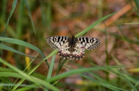 Pestrokřídlec podražcový (Zerynthia polyxena).